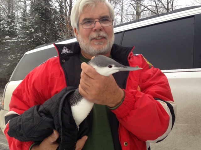 John Montero helping a red-throated loon that likely mistook pavement for water. Photo by John Monterro's wife.