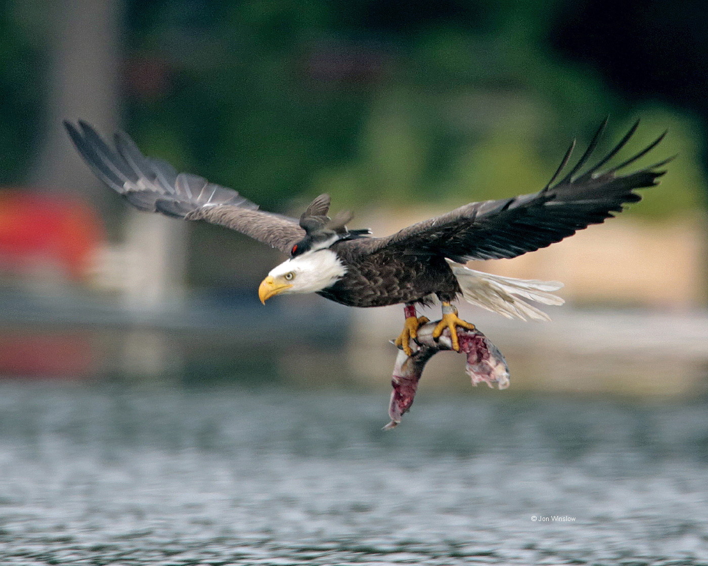 Eagle and Eastern Kingbird Attack Jon Winslow