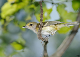 An Itinerant Avian Visitor from the South