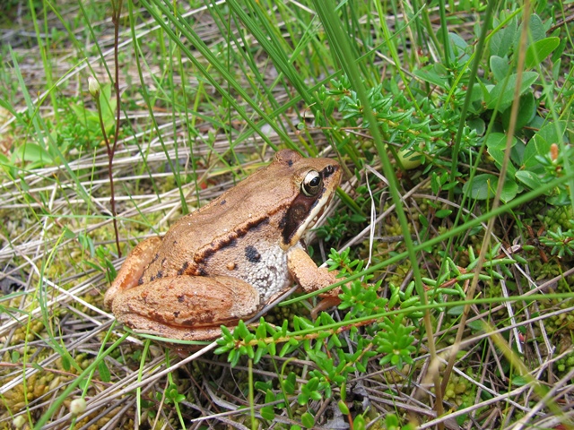 Wood Frog
