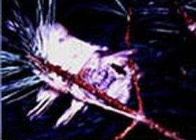 Kinglets in the Cold