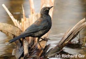 “Getting Rusty” with a Spring Migration Blitz
