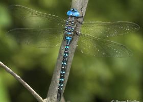 Results from the Vermont Atlas of Life 