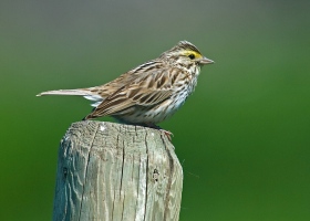 Savannah Sparrow