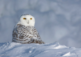 A Blitz of Two Dozen Snowy Owls