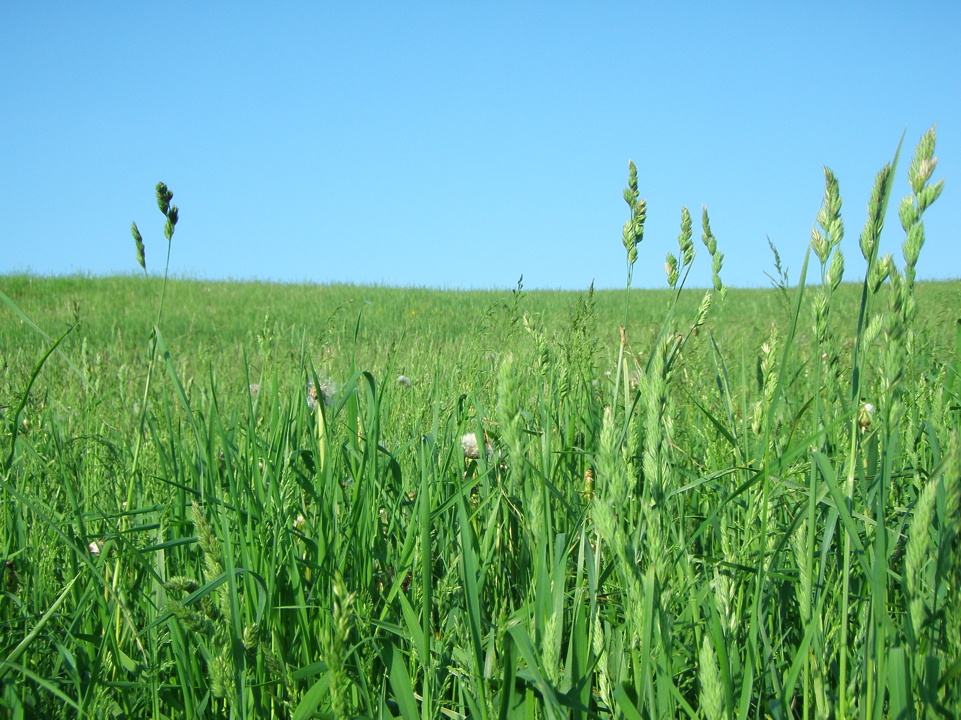 Hayfield