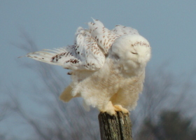 March Photo-observation of the Month