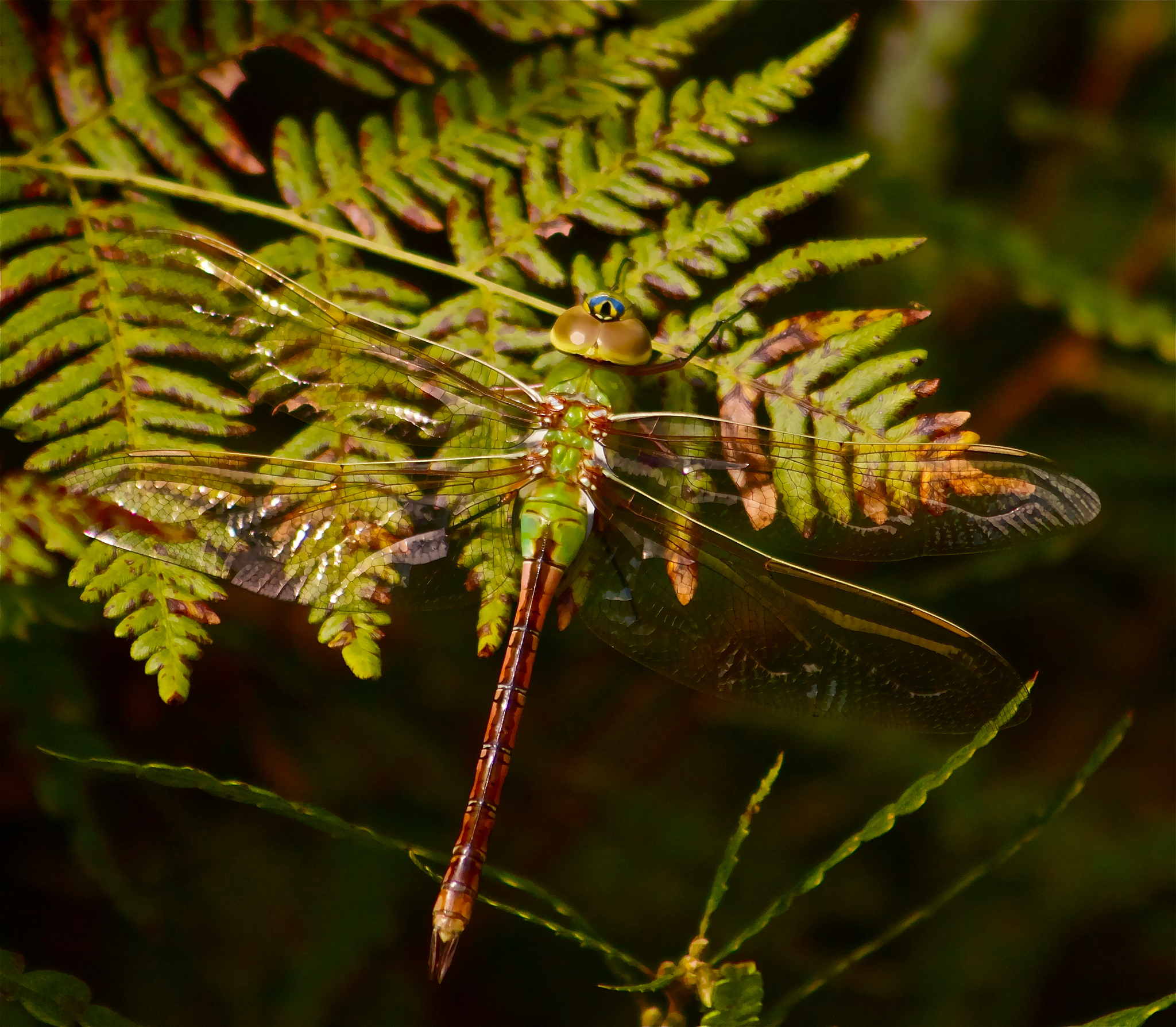 Green Darner in Whitefish, Ontario / © Jerry McFarland