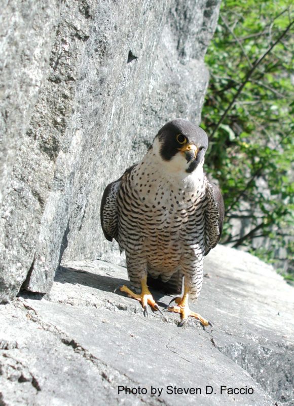 3330, , Adult female Peregrine Falcon, Fairlee Palisades, May 20, 2004, Adult Peregrine Falcon on a ledge in Fairlee, Vermont. / © Steve Faccio, Adult Peregrine Falcon on a ledge in Fairlee, Vermont. / © Steve Faccio, image/jpeg, https://vtecostudies.nyc3.digitaloceanspaces.com/wp-content/uploads/2014/06/08215237/Peregrine-Falcon-S.D.-Faccio.jpg, 1536, 2048, Array, Array Steven D. Faccio
