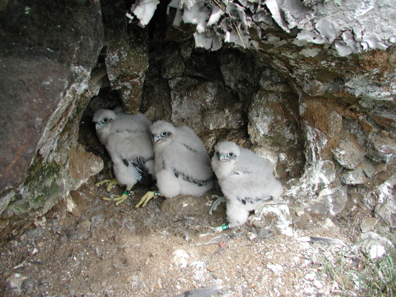 Recently banded chicks on Nichols Ledge, Vermont. / © Steve Faccio