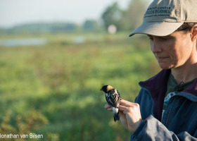 Birds’ Feathers Reveal Their Winter Diet