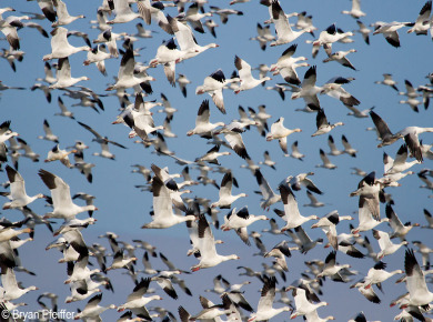 Snow Geese in flight