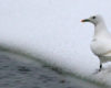Ivory Gull