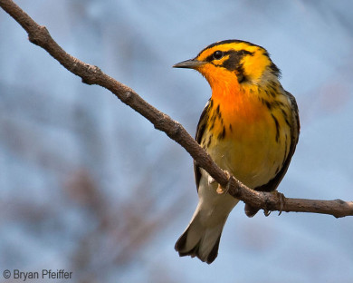 Blackburnian Warbler / © Bryan Pfeiffer