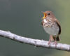 bicknell's thrush