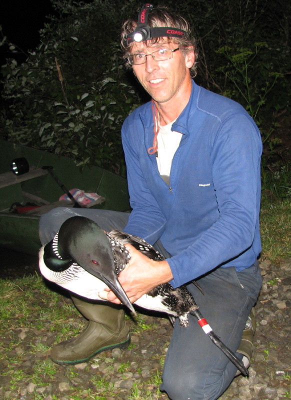 VCE Loon Biologist Eric Hanson is ready to release a loon after it was disentangled from fishing line. / © Melissa Perley