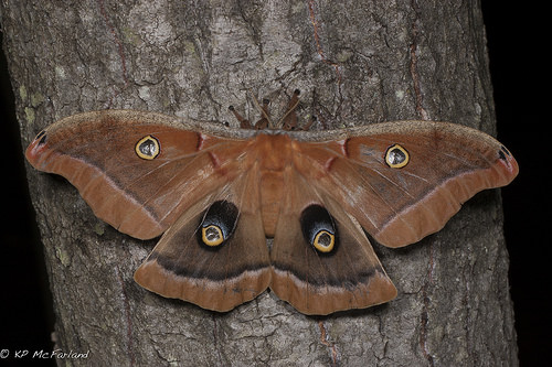 eye spots on moth