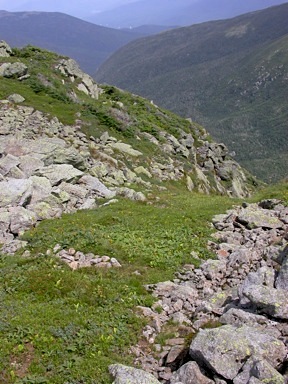 Alpine zone snowbank plant community / © K.P. McFarland