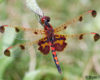 Calico Pennant (Celithemis elisa)
