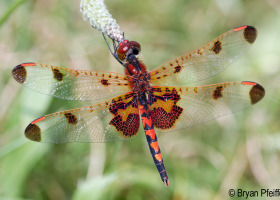 Calico Pennant (Celithemis elisa)