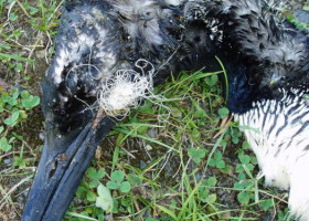 Notes from a Loon Necropsy