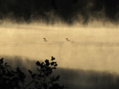 Photo by Dan Crepeau