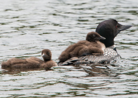 Loons on WCAX and Burlington Public Access Channel 17