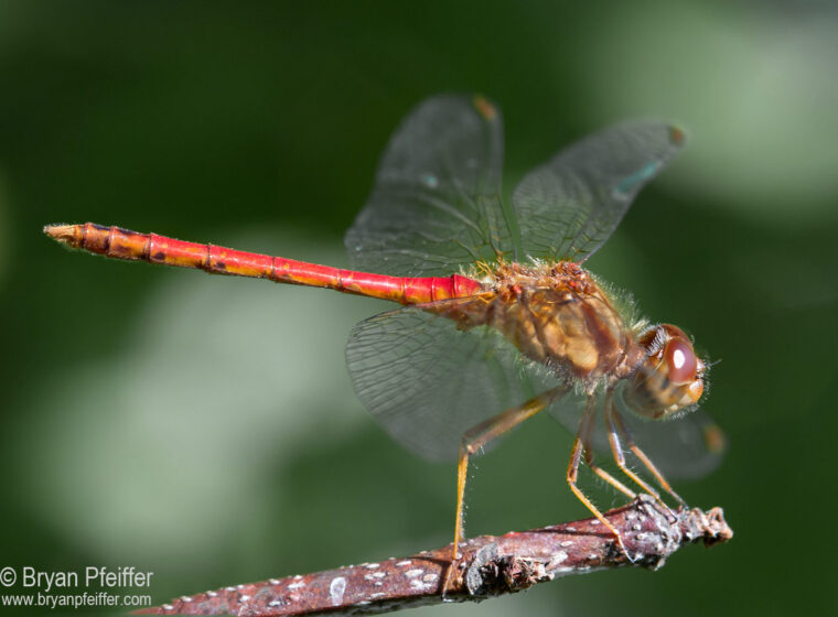 Autumn Meadowhawk (Symptrum vicinum)