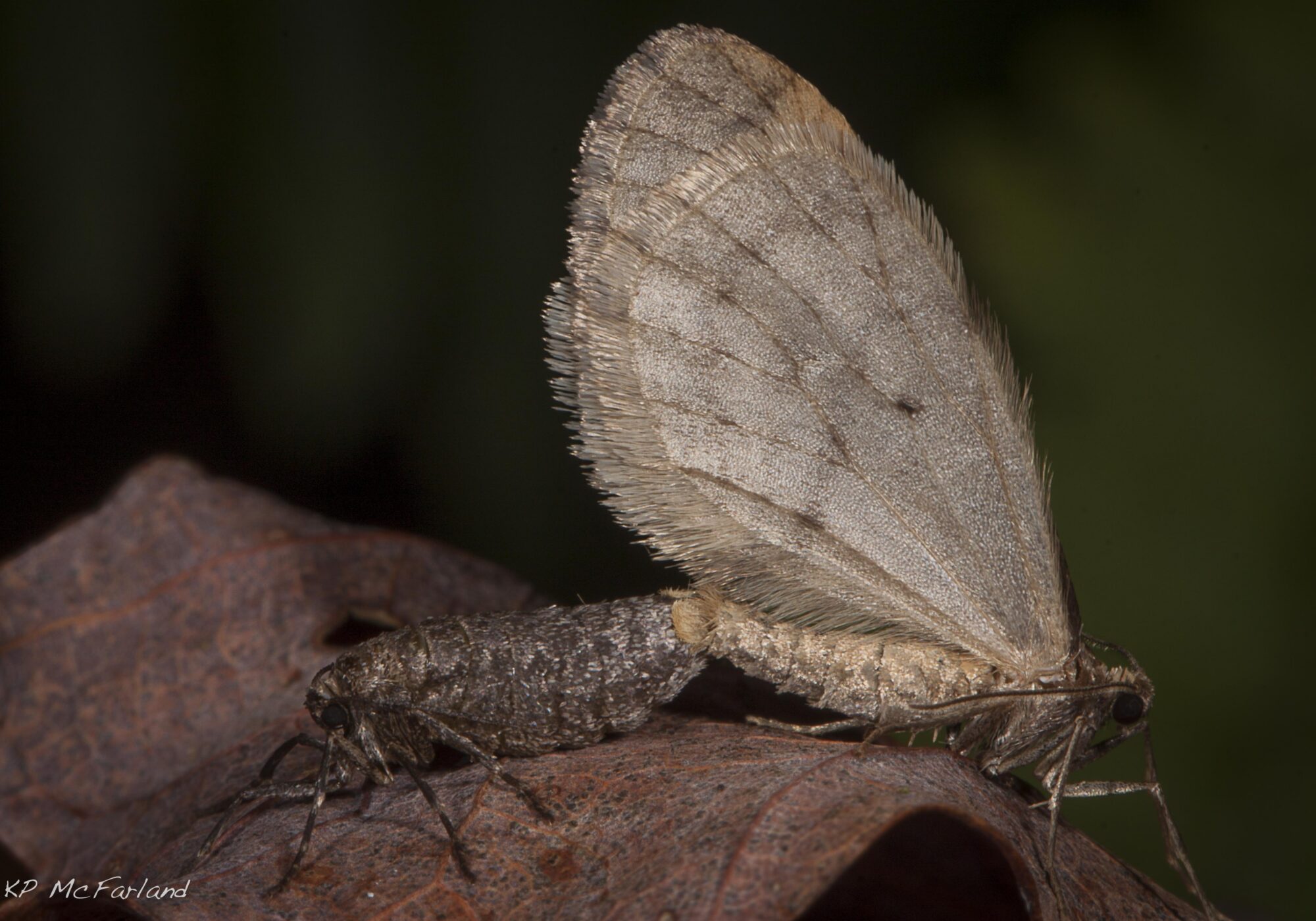 Bruce Spanworm (Operophtera bruceata) is one of the inchworms, a member of the large moth family called Geometridae (which means “earth-measuring”). &copy; K.P. McFarland