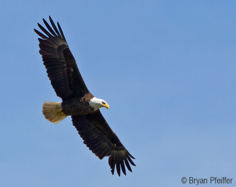bald-eagle.860