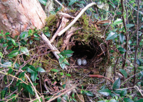 Western Chat-tanager nest.  / Photograph by L. G. Woolaver