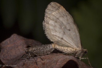 Operophtera bruceata, Bruce Spanworm