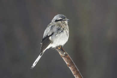 © Larry McGahey / Flickr Creative Commons