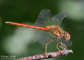 Autumn Meadowhawk (Symptrum vicinum)
