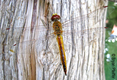 A Wandering Glider in Montpelier, Vermont / © Bryan Pfeiffer