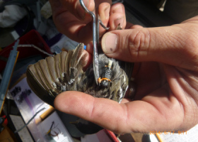 Brute Force Biology Prevails on Mt. Mansfield