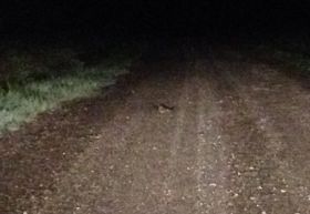 June Observation of the Month