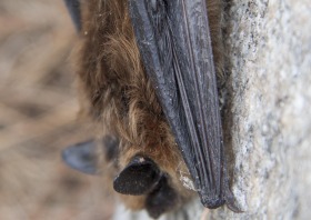 Maine IFW Seeks Comment On Proposed Changes To State Threatened And Endangered List