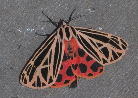 July iNaturalist Photo-observation of the Month Winner