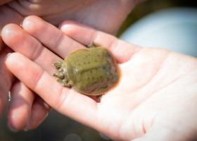 Take a Time Out for Turtles: Volunteers Needed for Nesting Beach Clean Up Day