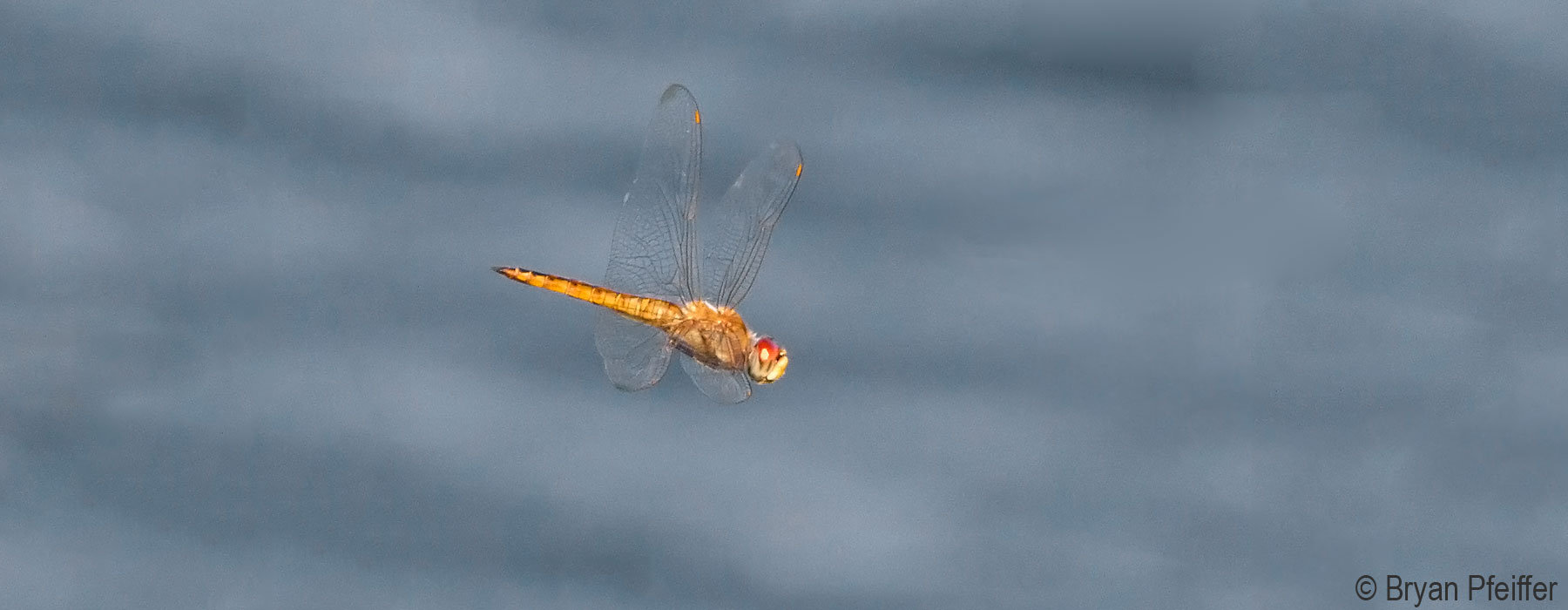 Wandering Glider (Pantala flavescens)