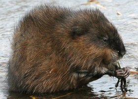 Muskrat Feeding Wins November Photo-Observation Contest