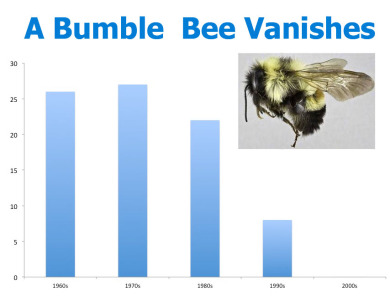 bombus-affinis-chart