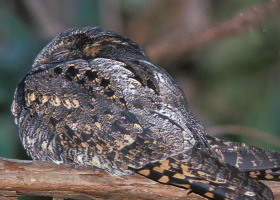 Whip-poor-will Fever