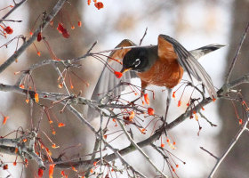 January Photo-observation of the Month Winner