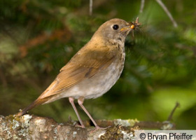New Threats to Bicknell's Thrush