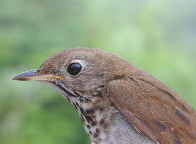 Bicknell's Thrush, East Mt, Vermont