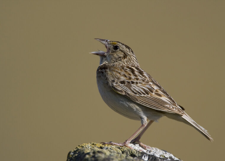 Grasshopper Sparrow singing