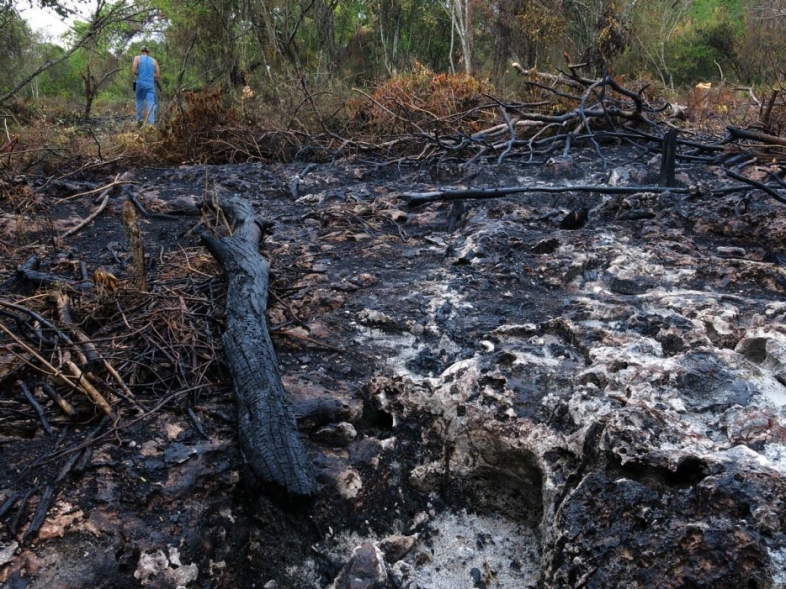 Earlier this year, we encountered clearing of natural forest for agriculture within the limits of Jaragua National Park. / © Miguel A. Landestoy