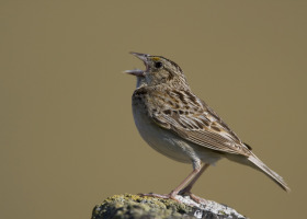 Grasshopper Sparrow singing
